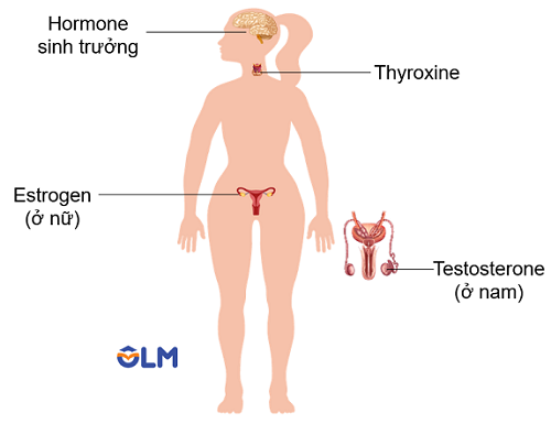 Các hormone ảnh hưởng đến sinh trưởng và phát triển ở người, olm